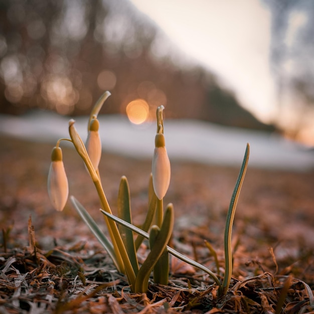 Photo the spring bells