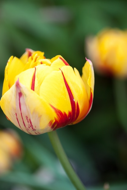 Spring bicolor tulip