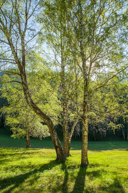 Spring birch forest on a sunny morning