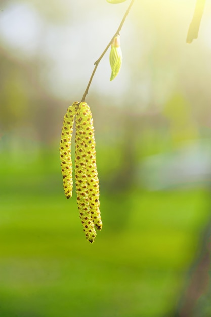 Spring birch