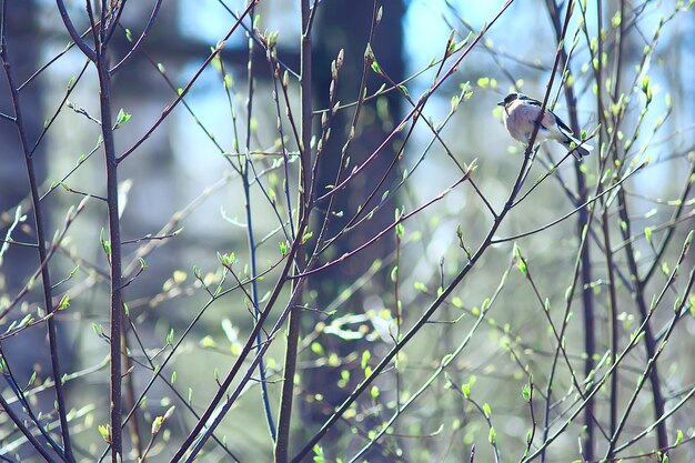 枝の上の春の鳥、春の自然、野生動物の美しさ