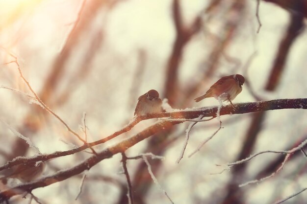 spring bird on a branch, springtime nature, wildlife beauty