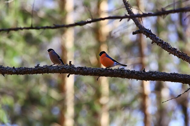 Spring bird on a branch, springtime nature, wildlife\
beauty