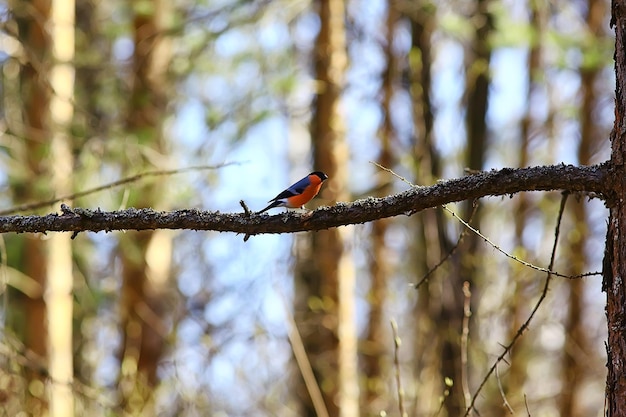 spring bird on a branch, springtime nature, wildlife beauty