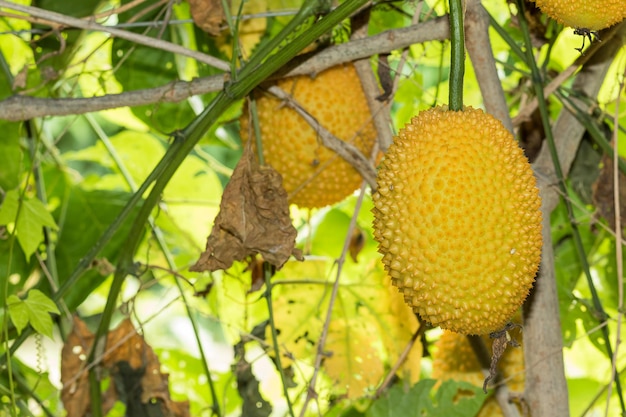 Photo spring bitter cucmber or gac fruit