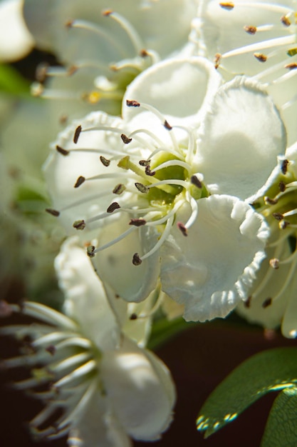 Spring in bloom Closeup White cherry flowers blooming tree brunch Soft selective focus