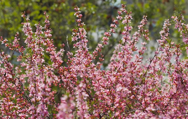 spring bloom of pink flowers.