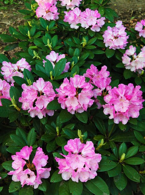 Spring bloom of pink rodendrons in the city park Panorama Rodendron