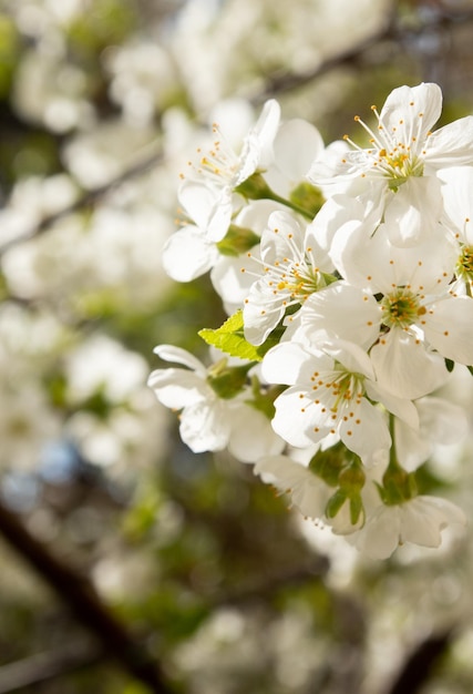 Spring bloom white flowers Cherry blossom twigs