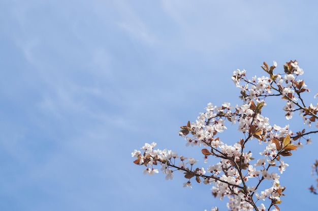 Spring bloom white flowers Cherry blossom twigs