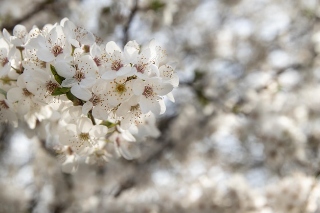 春に咲く白い花 桜の小枝