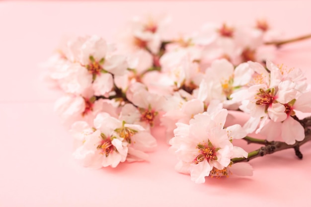 Весенний цветущий миндаль на розовом фоне