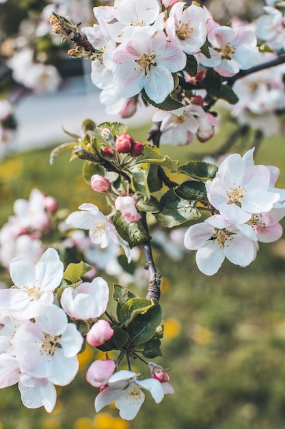 Foto mela di fioritura primaverile sull'albero bianco