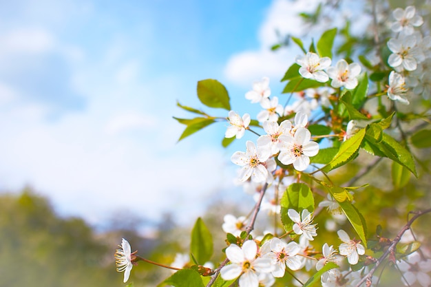 In spring, blooming apple tree.