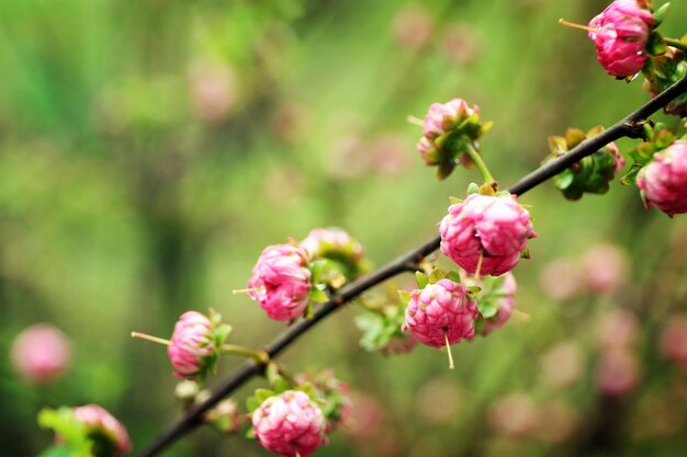 Spring blooming branch on green blurred background