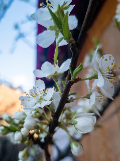 Spring Blooming branches of apple trees closeup White flowers of blooming apple and pear trees in