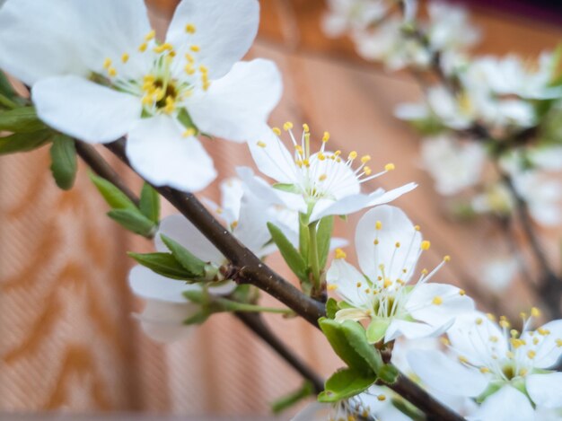 봄 에 꽃 을 피우는 사과 나무 의 가지 들 클로즈업 꽃 이 피는 사과 와 진주 나무 의  꽃 들