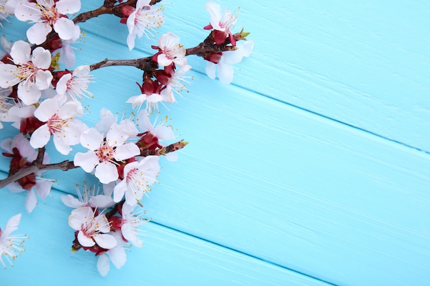 Spring blooming branches on blue wooden background with copyspace