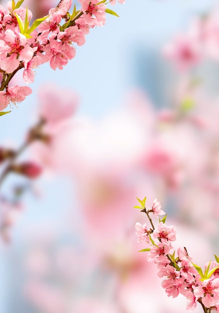 Photo spring blooming cherry