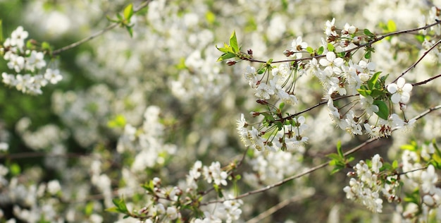 Spring Blooming flowers composition