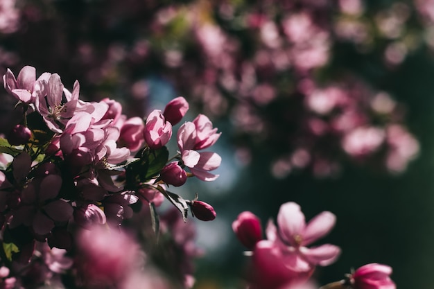 Composizione di fiori di fioritura primaverile