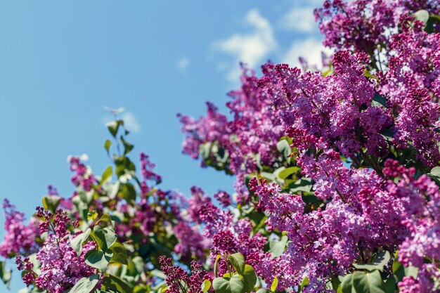 Foto fiori primaverili di lillà su cespugli di lillà contro il cielo blu sfondo naturale fiori lilla in fiore all'esterno