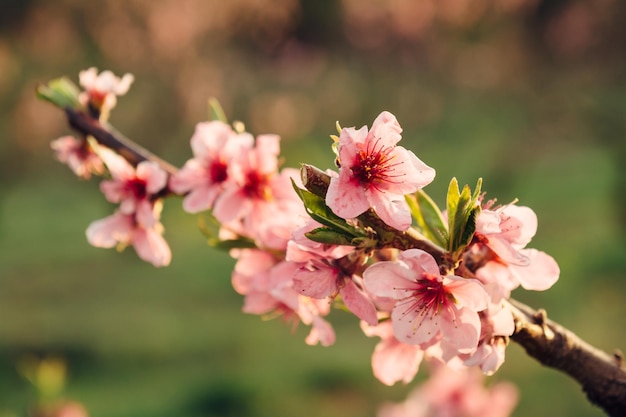 Spring blooming peach with closeup pink flowers at sunset