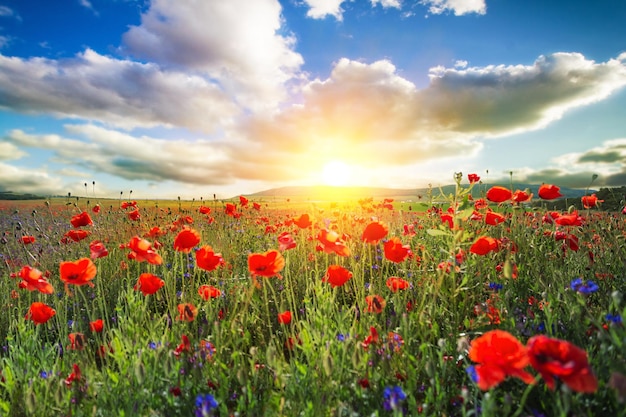 Spring blooming of poppies field