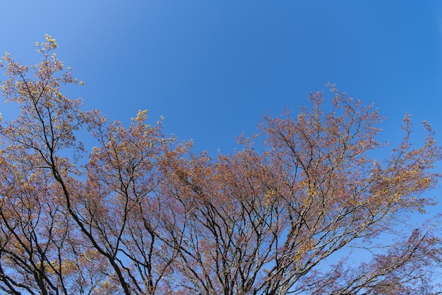 葉で覆われた春咲きの木。青空の背景に自然。開花期のコンセプト。春。