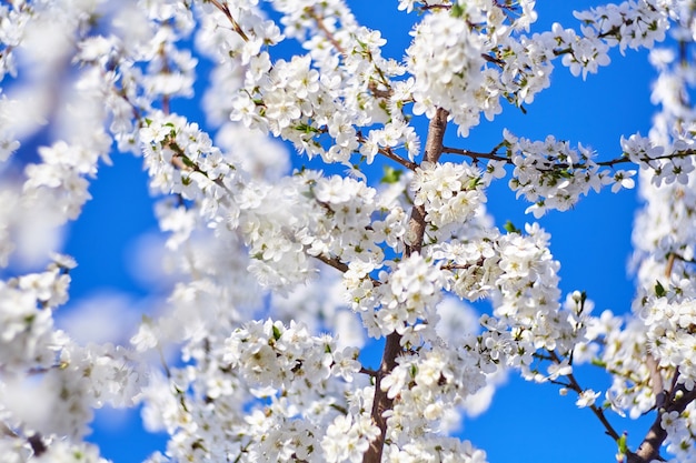 Primavera. albero fiorito. fiori bianchi sul cielo blu. giorno soleggiato