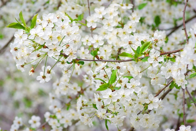 Spring. blooming tree