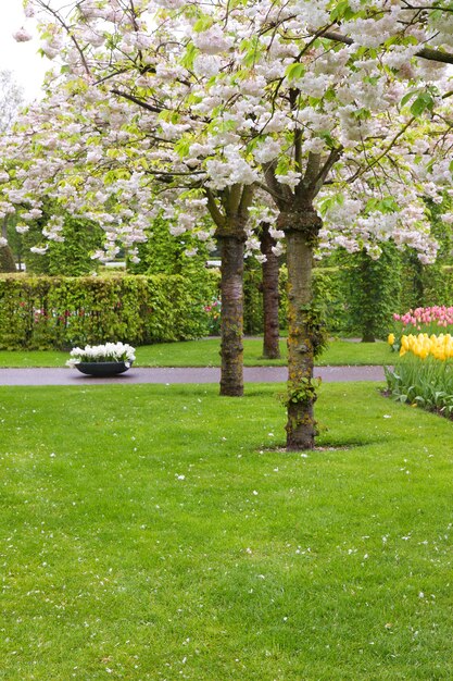 Spring  blooming trees at green lawn