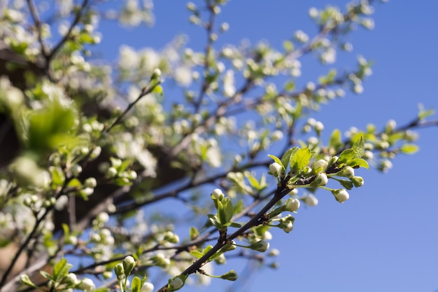 Spring Blooming Trees