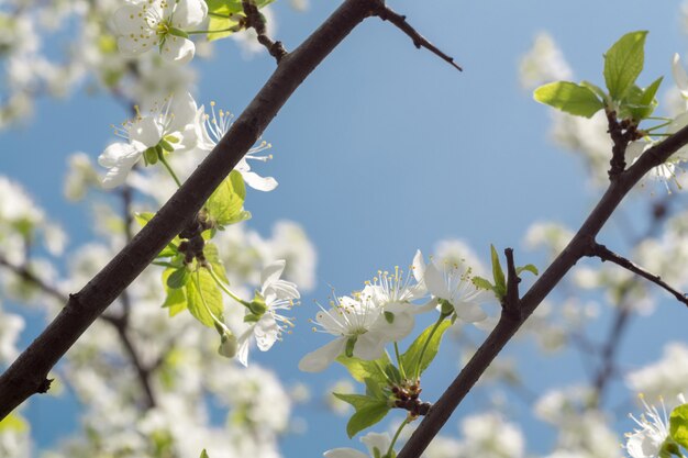 Spring Blooming Trees