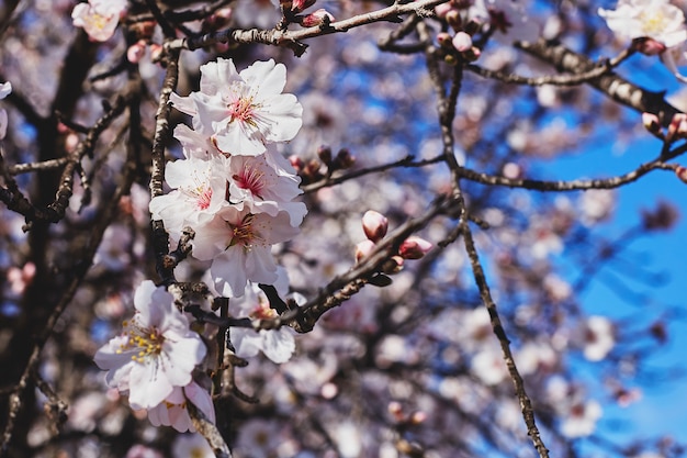 Spring blooms . Beautiful almond tree flowers against the blue sky. Spring flowers. Beautiful garden in spring time.