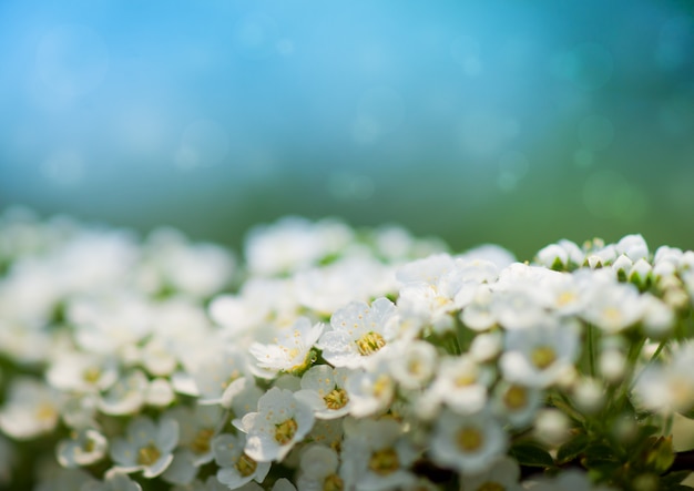 春の花 - 緑の葉と白い花の抽象的な花の境界線