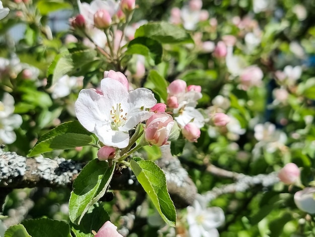 写真 春, 花, リンゴの木, 中に, 花が咲く, 果樹園, ∥において∥, 晴れた日