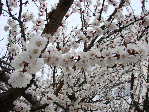 봄 꽃 살구나무와 살구 꽃 꽃나무와 푸른 하늘이 있는 아름다운 자연 풍경