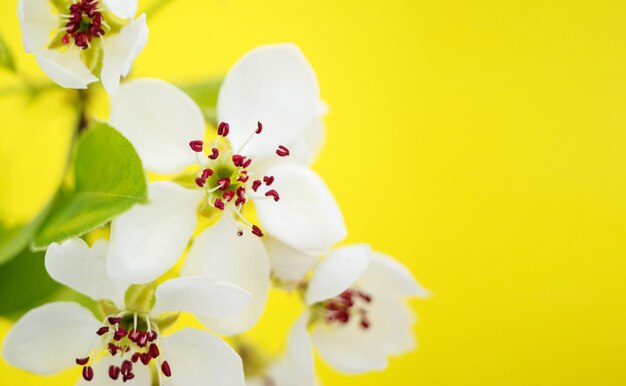 黄色の春の花と4月の花の性質