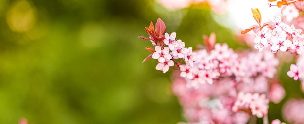 Spring blossom background. Beautiful nature closeup with blooming tree sun flare blur. Sunny day