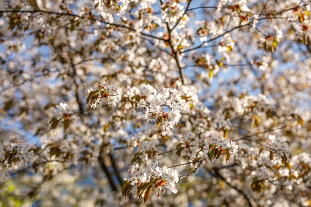 Spring blossom background. Beautiful nature scene of blooming tree. flowers on the branches.