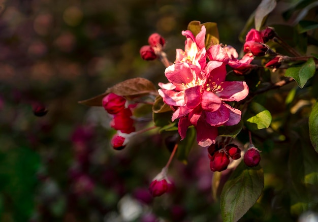 Spring blossom background Beautiful nature scene with blooming spring flowers Beautiful Springtime