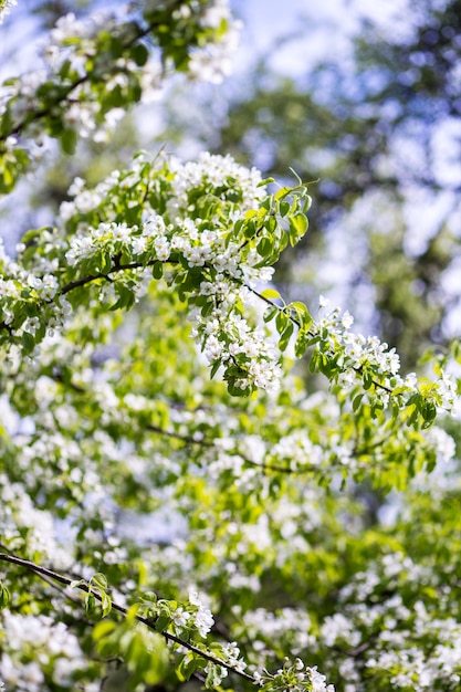 春の花。桜の木。春のプリント。リンゴの木の枝。リンゴの花