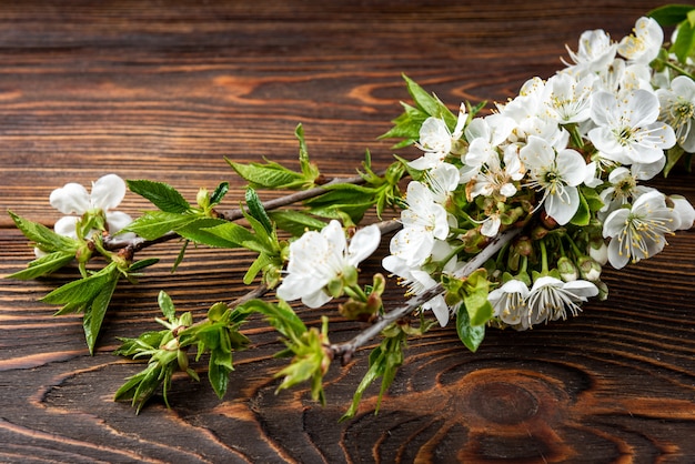 spring blossom branch on dark wooden table