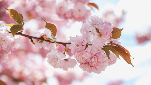 ピンクの咲く木に春の花の枝美しい自然 sce