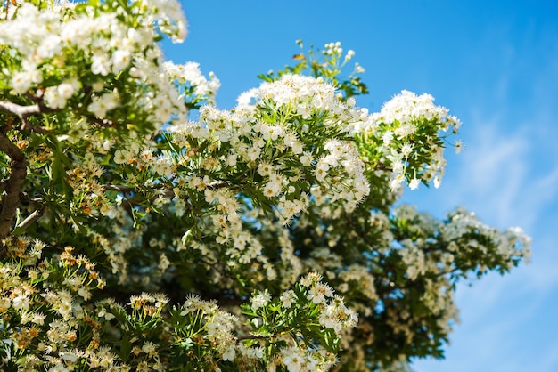 写真 春 の 花 の 枝