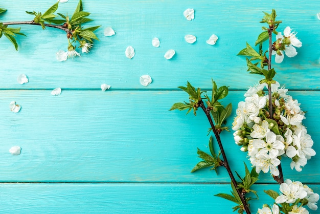 Spring blossom cherry branches on blue wooden background.