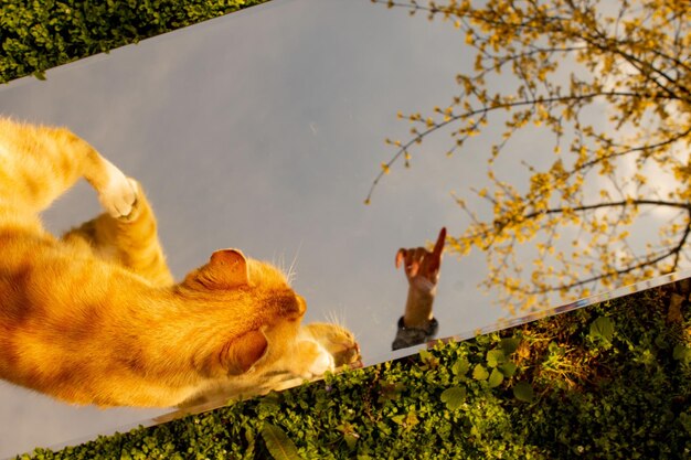 Spring blossom mirror reflection with orange cat eyeemnewhere