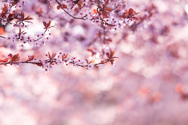 青い空を背景に紫色の桜の春の花咲く木と太陽のフレアのある美しい自然の風景ピンクの春の花と桜の桜アプリコットアーモンドの花の木