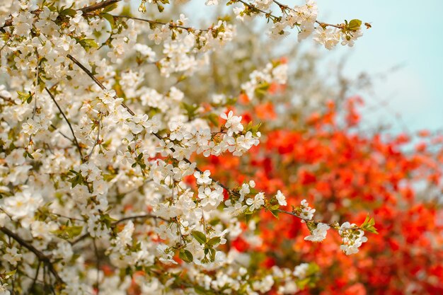 Spring blossom in sun